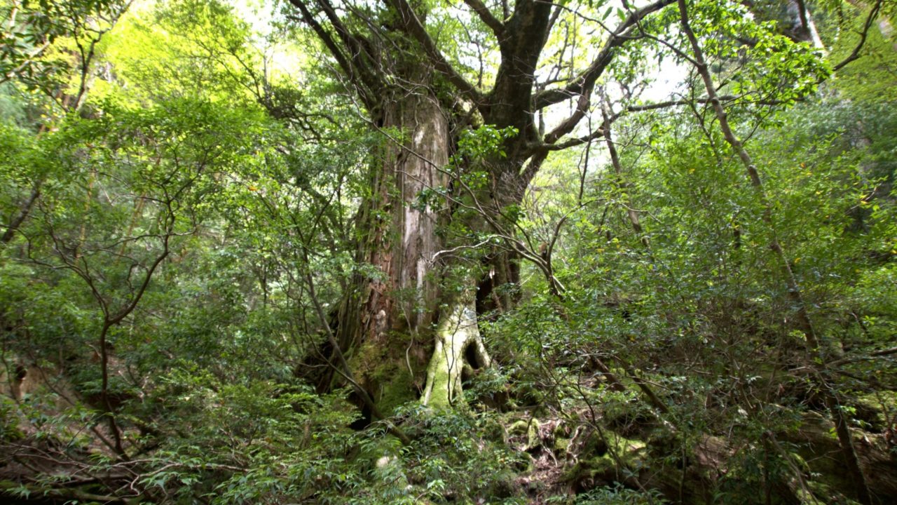 韓国人 日本の九州 特に屋久島で起こっている出来事をご覧ください